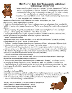Beaver Stormwater Fact Sheet
